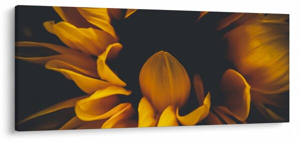 Kép - Napraforgó fekete háttérben (120x50 cm)