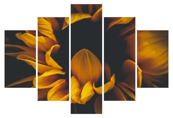 Kép - Napraforgó fekete háttérben (150x105 cm)