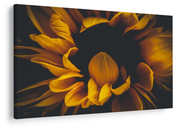 Kép - Napraforgó fekete háttérben (90x60 cm)