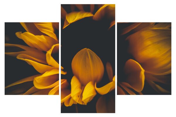 Kép - Napraforgó fekete háttérben (90x60 cm)