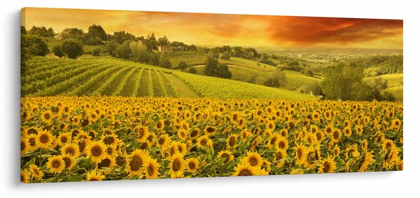 Kép - Napraforgó mező (120x50 cm)