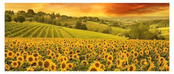 Kép - Napraforgó mező (120x50 cm)