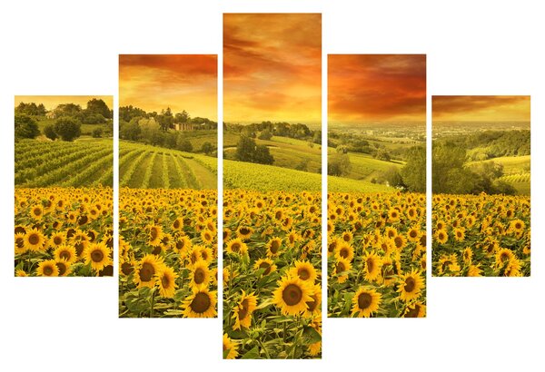 Kép - Napraforgó mező (150x105 cm)