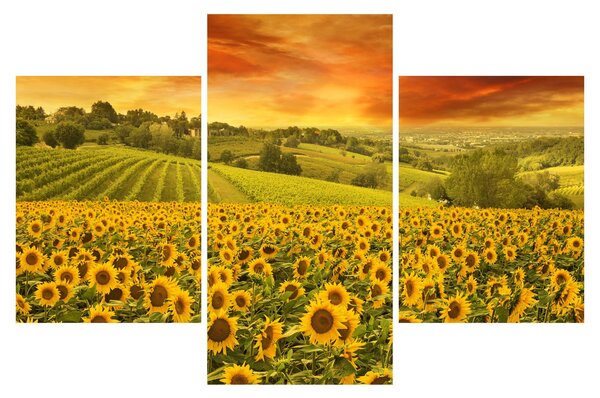 Kép - Napraforgó mező (90x60 cm)