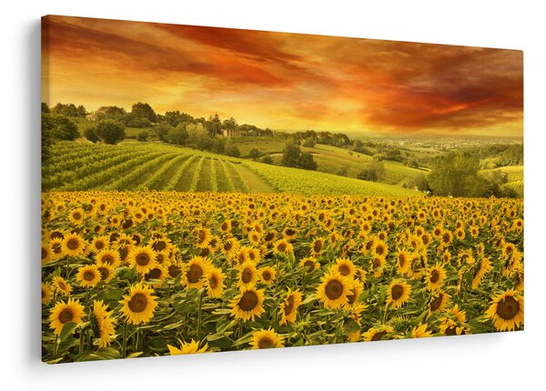 Kép - Napraforgó mező (90x60 cm)