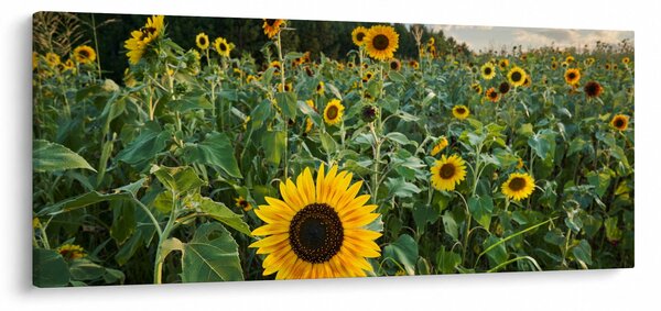 Kép - Napraforgómező II. (120x50 cm)
