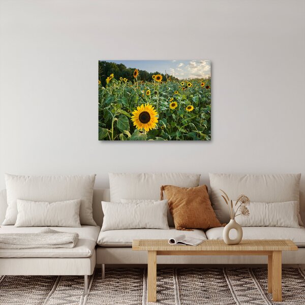 Kép - Napraforgómező II. (70x50 cm)