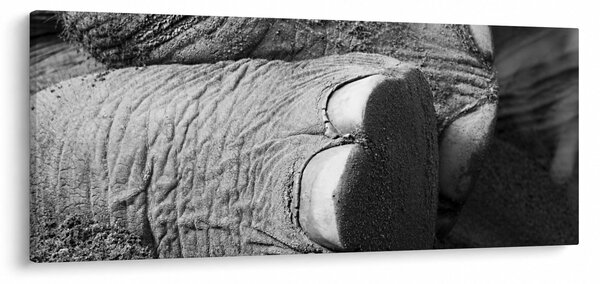 Kép - Elefánt láb (120x50 cm)