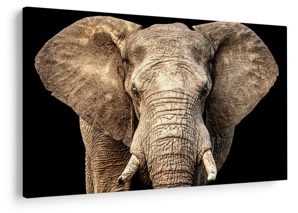 Kép - Afrikai elefánt (90x60 cm)