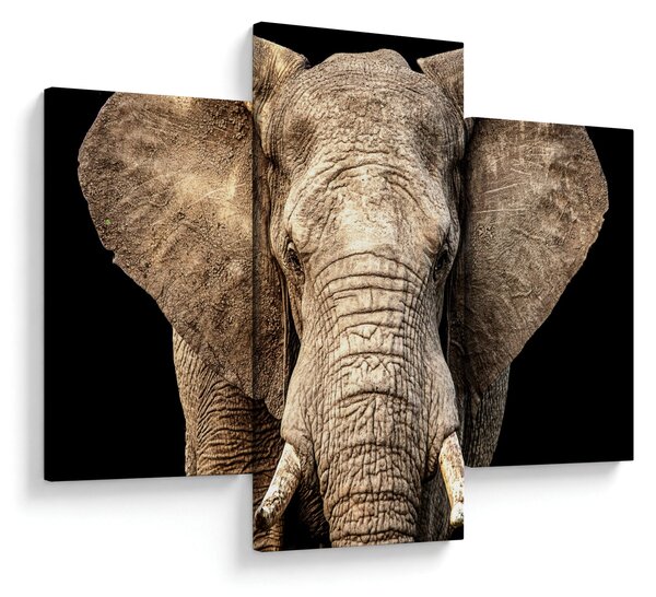 Kép - Afrikai elefánt (90x60 cm)