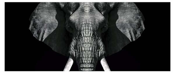 Kép - Elefánt fekete háttérrel (120x50 cm)