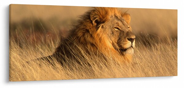 Kép - Etosha Nemzeti Park (120x50 cm)