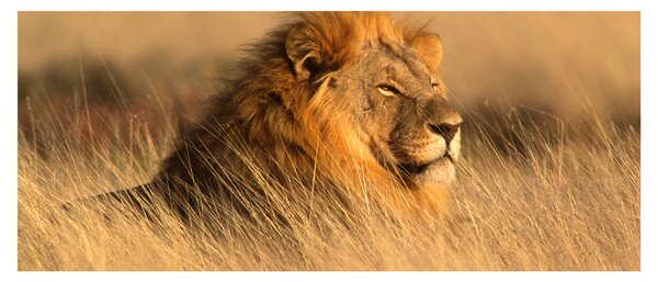 Kép - Etosha Nemzeti Park (120x50 cm)