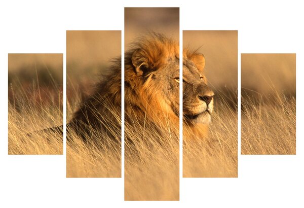 Kép - Etosha Nemzeti Park (150x105 cm)