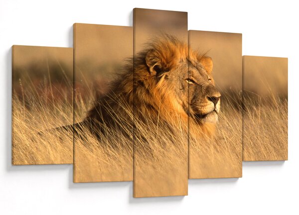 Kép - Etosha Nemzeti Park (150x105 cm)