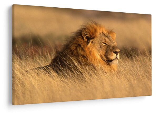Kép - Etosha Nemzeti Park (90x60 cm)