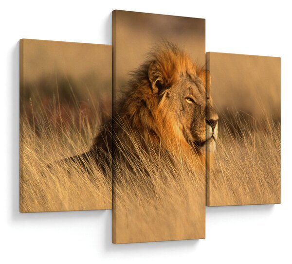 Kép - Etosha Nemzeti Park (90x60 cm)
