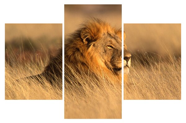 Kép - Etosha Nemzeti Park (90x60 cm)