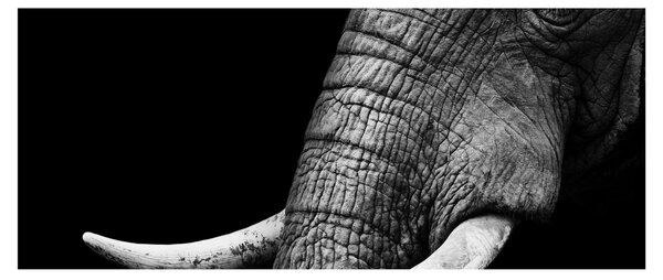 Kép - Elefánt agyar (120x50 cm)
