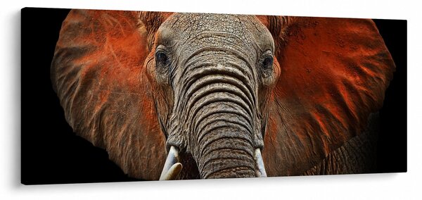 Kép - Elefántok Tsavóval (120x50 cm)
