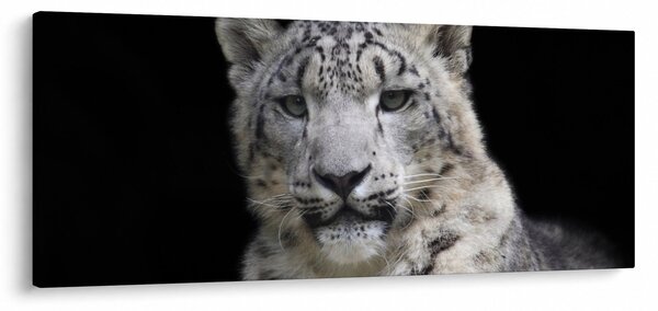 Kép - Snow Leopard (120x50 cm)