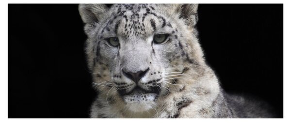 Kép - Snow Leopard (120x50 cm)