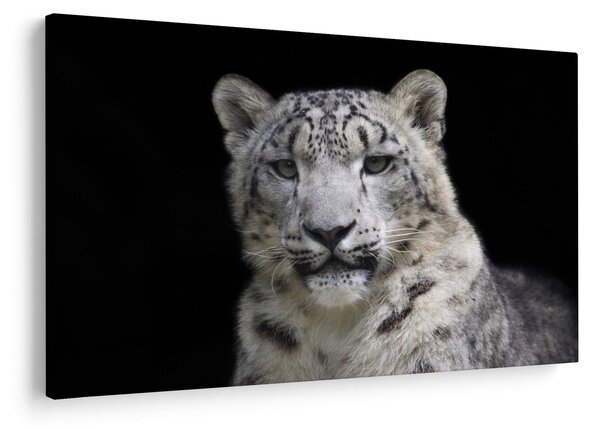Kép - Snow Leopard (90x60 cm)