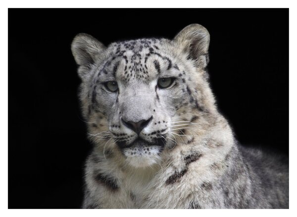 Kép - Snow Leopard (70x50 cm)