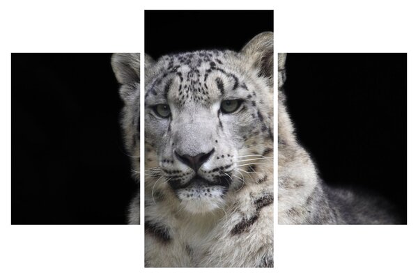 Kép - Snow Leopard (90x60 cm)