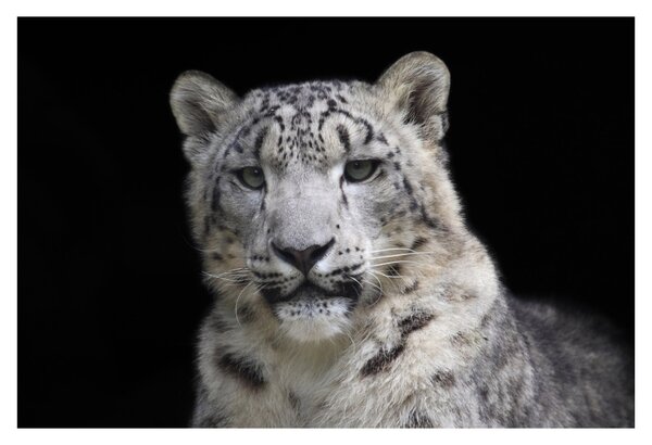 Kép - Snow Leopard (90x60 cm)