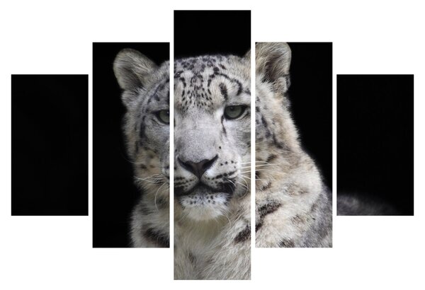 Kép - Snow Leopard (150x105 cm)