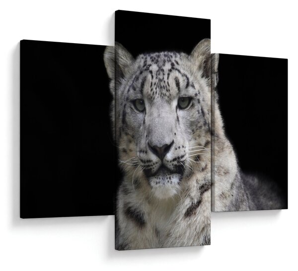 Kép - Snow Leopard (90x60 cm)