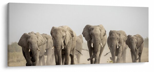 Kép - Elefántcsorda (120x50 cm)