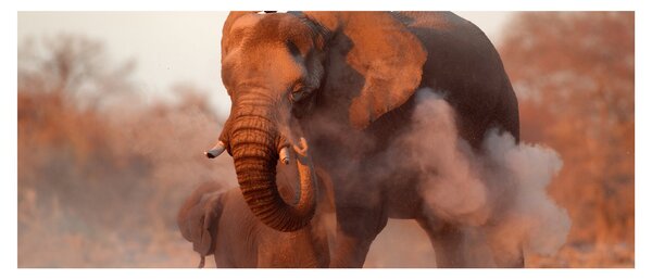Kép - Nagy afrikai elefánt (120x50 cm)