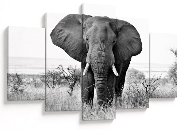 Kép - Afrikai elefánt II. (150x105 cm)
