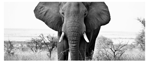Kép - Afrikai elefánt II. (120x50 cm)