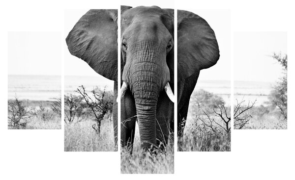 Kép - Afrikai elefánt II. (150x105 cm)