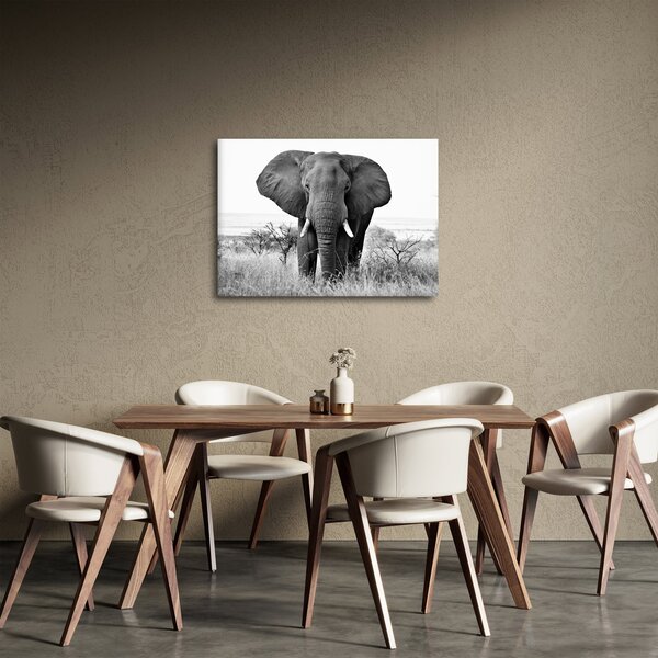 Kép - Afrikai elefánt II. (70x50 cm)