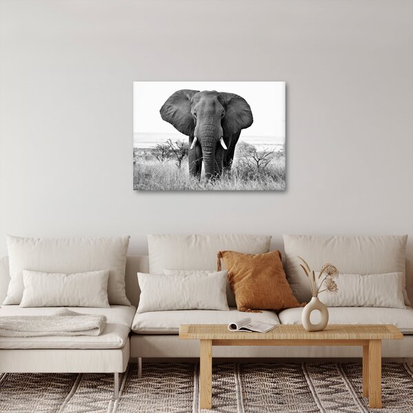 Kép - Afrikai elefánt II. (70x50 cm)