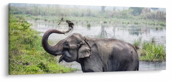 Kép - Fürdőző elefánt (120x50 cm)
