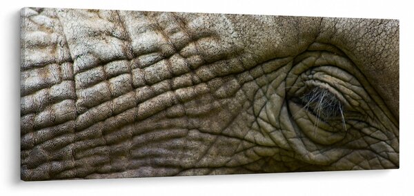 Kép - Közelkép az öreg elefánt szeméről (120x50 cm)