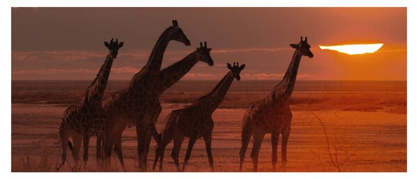 Kép - Zsiráfok az afrikai szavannán (120x50 cm)