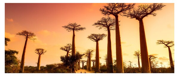 Kép - Naplemente a Baobab Alley-ben (120x50 cm)