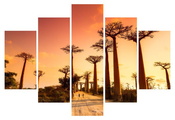 Kép - Naplemente a Baobab Alley-ben (150x105 cm)