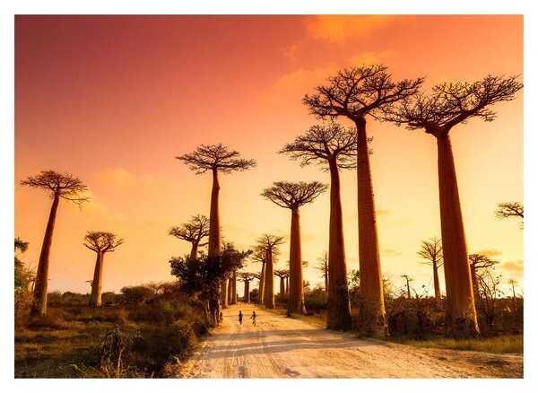 Kép - Naplemente a Baobab Alley-ben (70x50 cm)