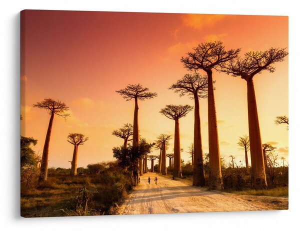 Kép - Naplemente a Baobab Alley-ben (70x50 cm)