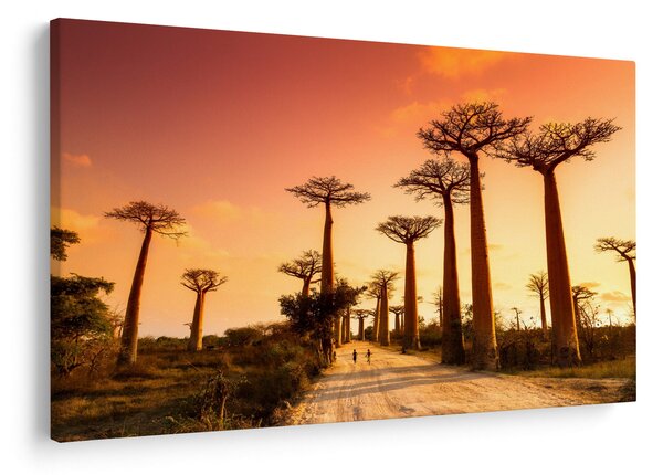 Kép - Naplemente a Baobab Alley-ben (90x60 cm)