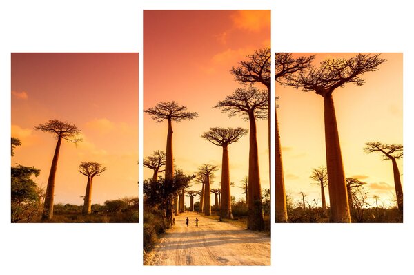 Kép - Naplemente a Baobab Alley-ben (90x60 cm)