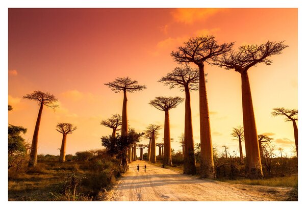 Kép - Naplemente a Baobab Alley-ben (90x60 cm)
