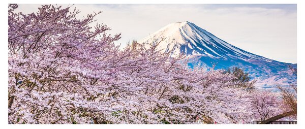 Kép - Japán tavasszal (120x50 cm)